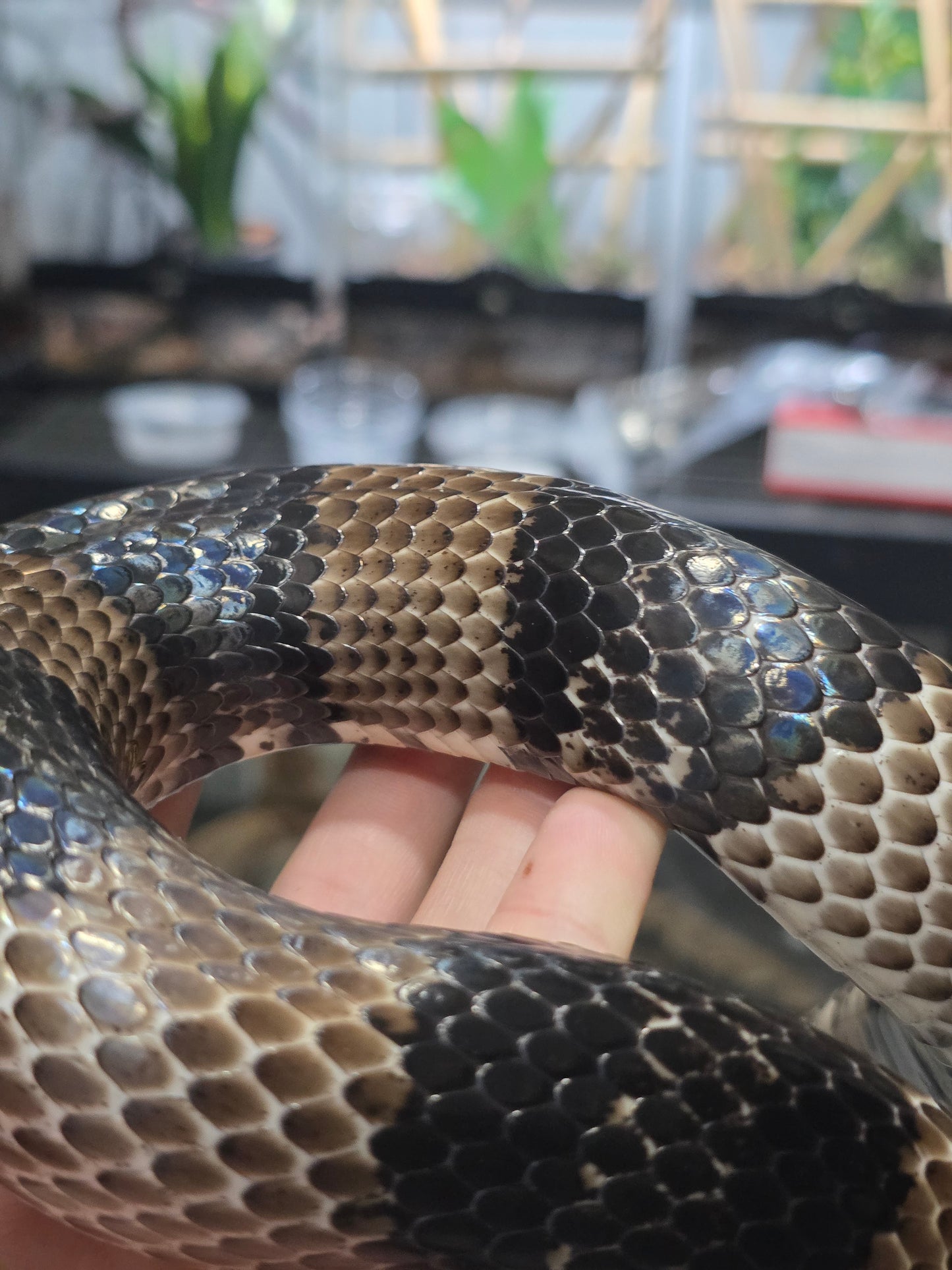 Massive Dark Anery Honduran Milk Snake Male adult Male for sale