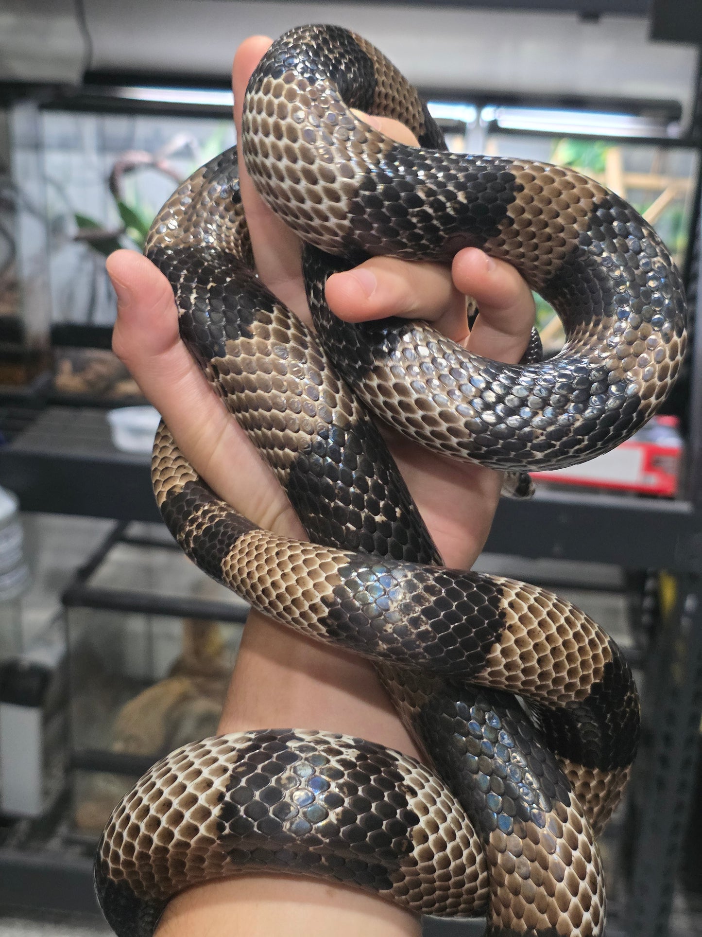 Massive Dark Anery Honduran Milk Snake Male adult Male for sale