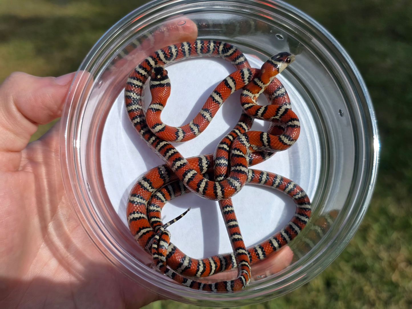 Knoblochi Mountain Kingsnake PAIR