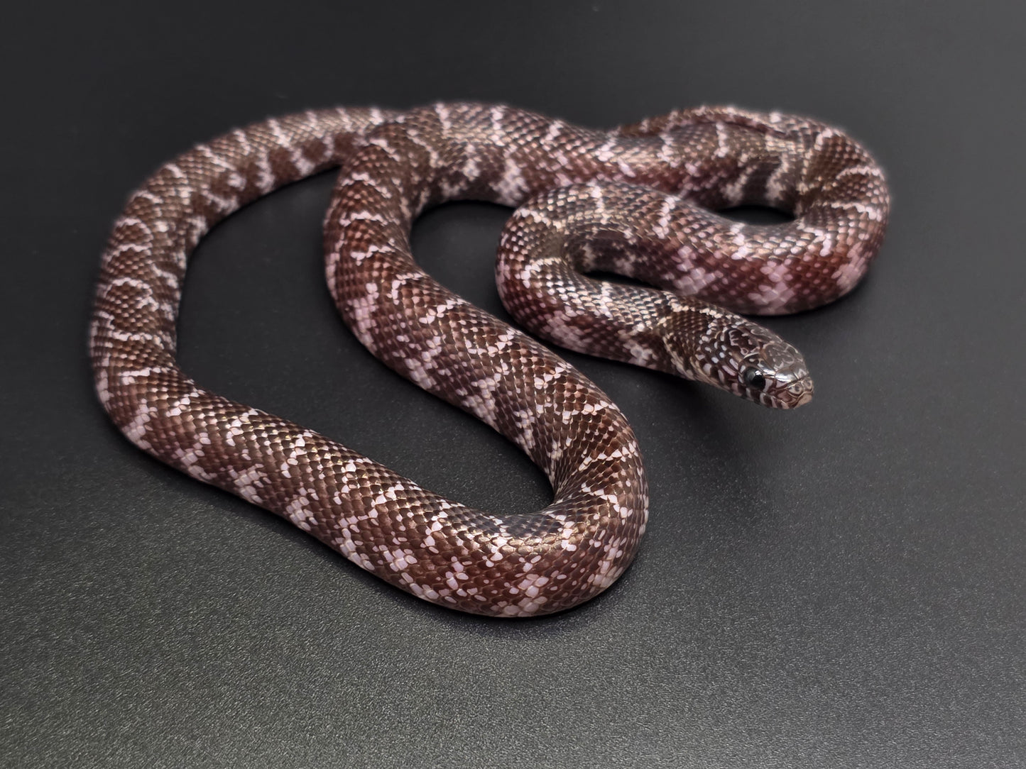Axanthic Florida Kingsnake Female