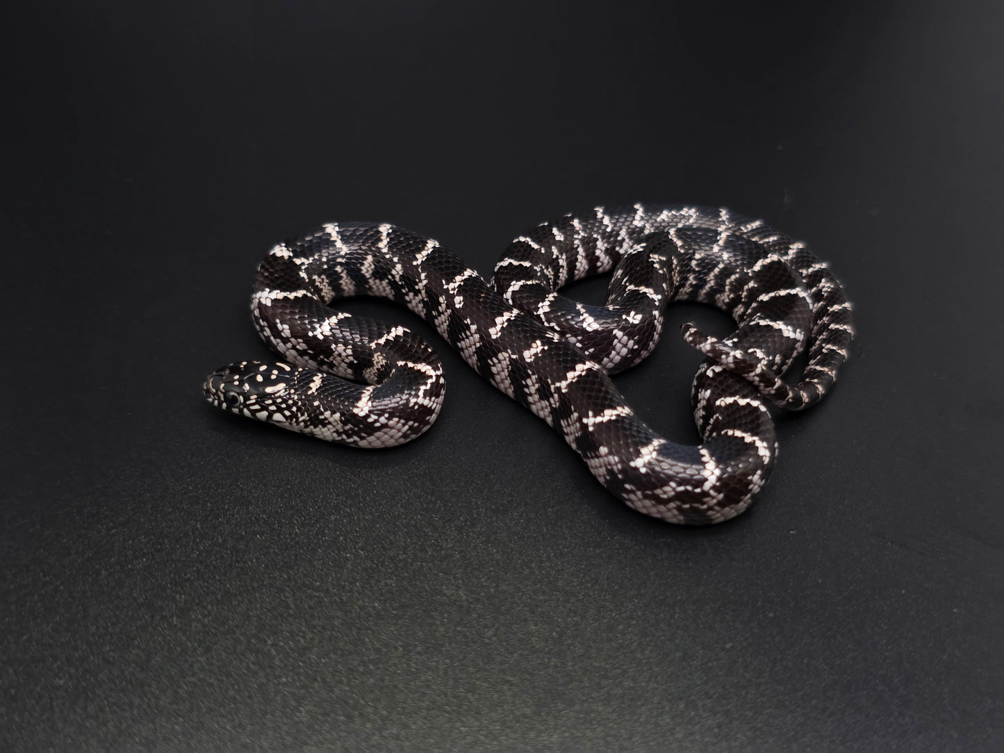 Anery FL Kingsnake Female
