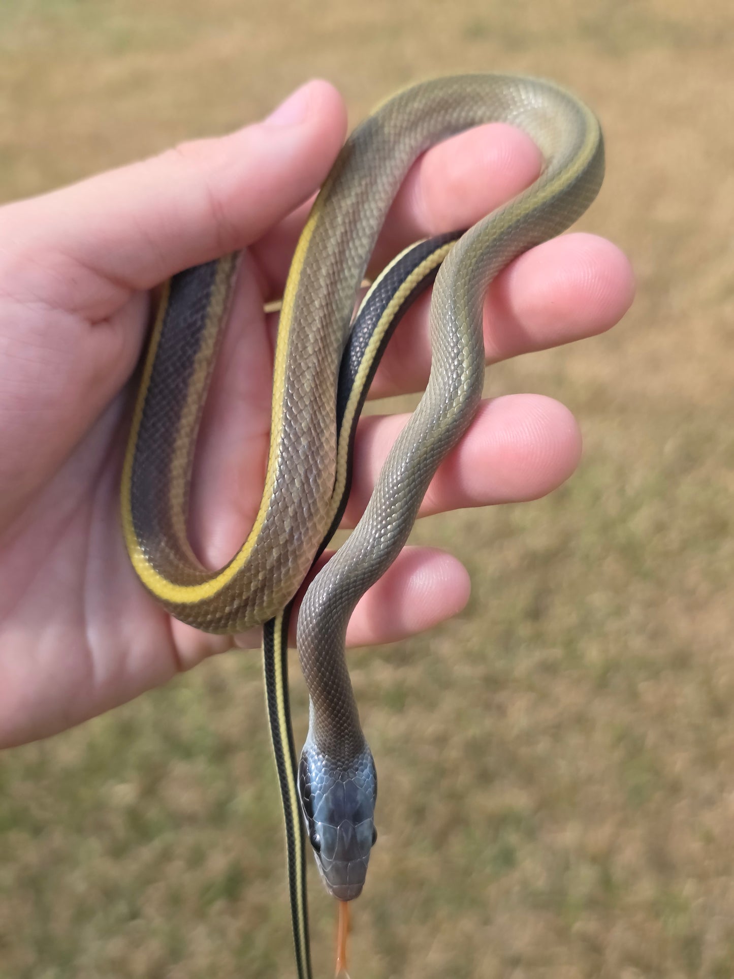 Highland Cave Dwelling Ratsnake Male