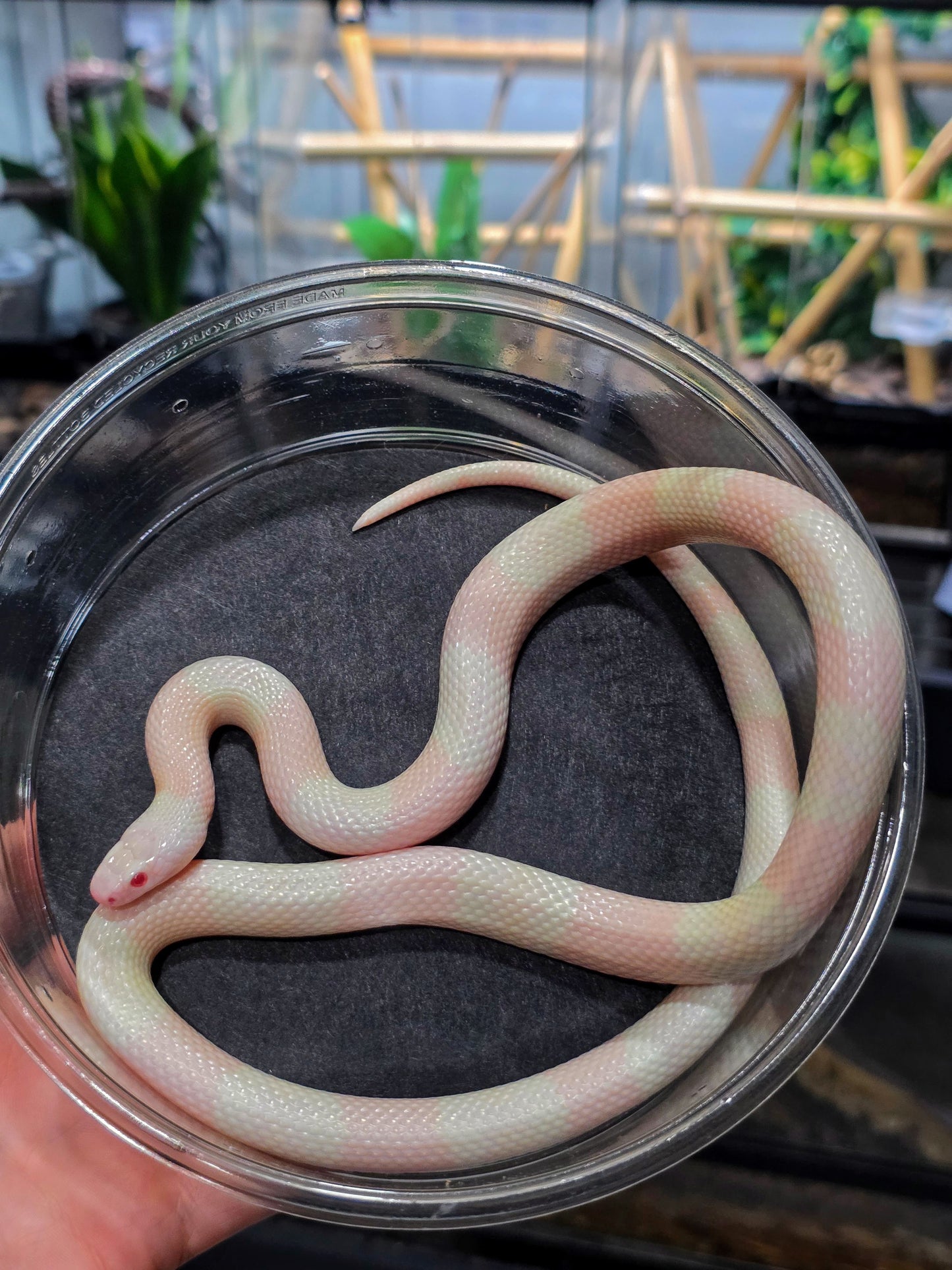 BRIGHT Pink Snow Honduran Milk Snake Male 2023