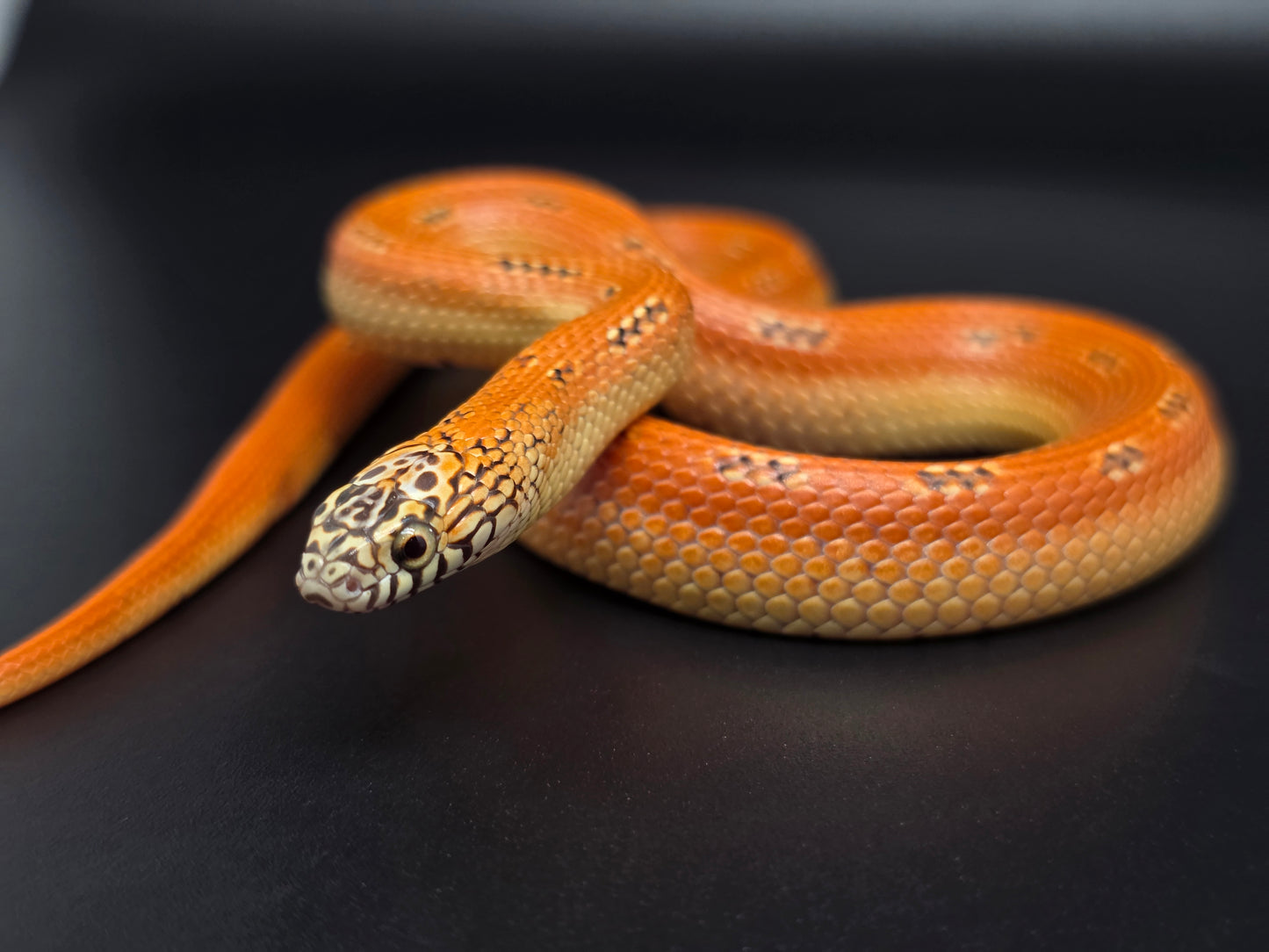 Ultra Hypo Mosaic FL King Male