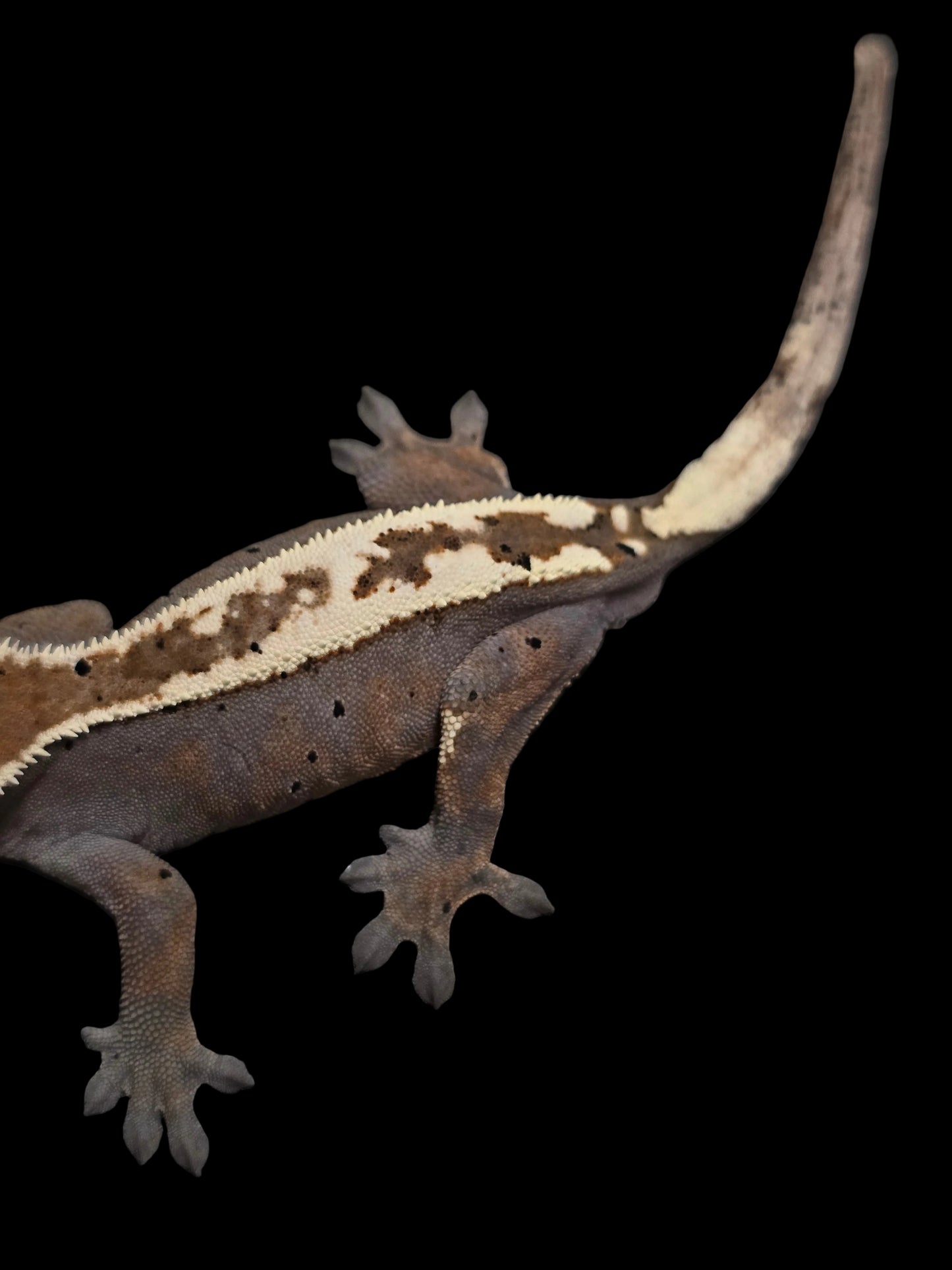 Highway Flame Dalmatian Male