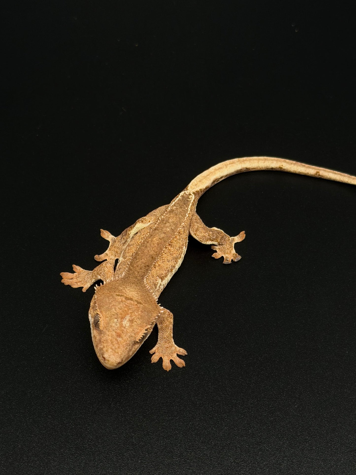 Pos Hypo Phantom Lilly 100% Het Axanthic