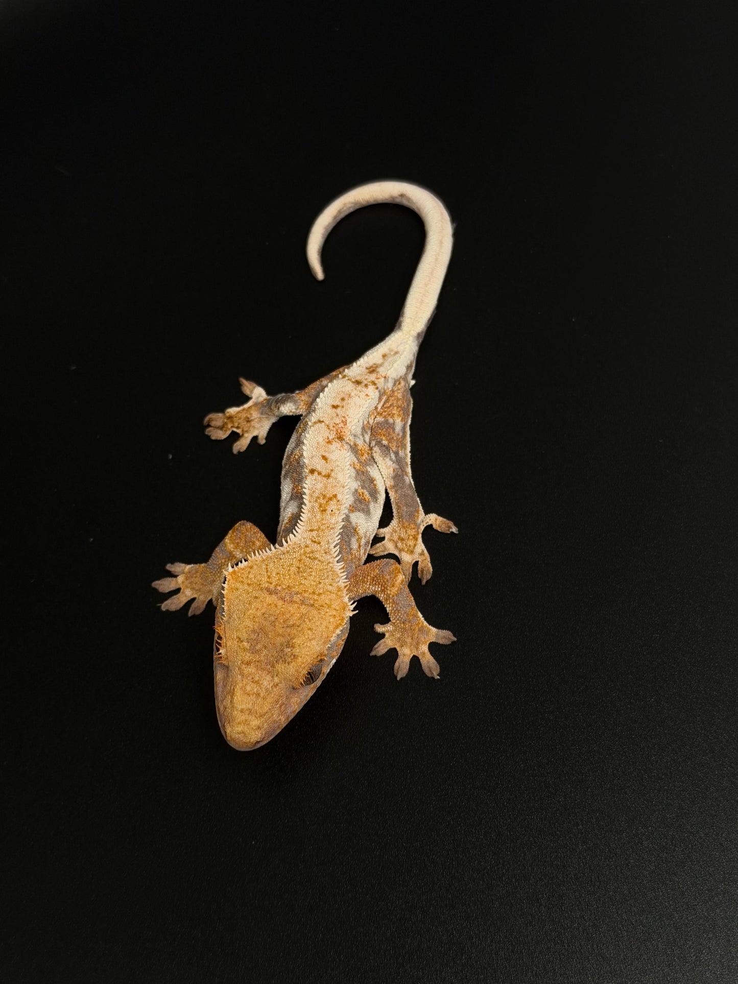 Lilly 100% Het Axanthic High White Light Tri-color