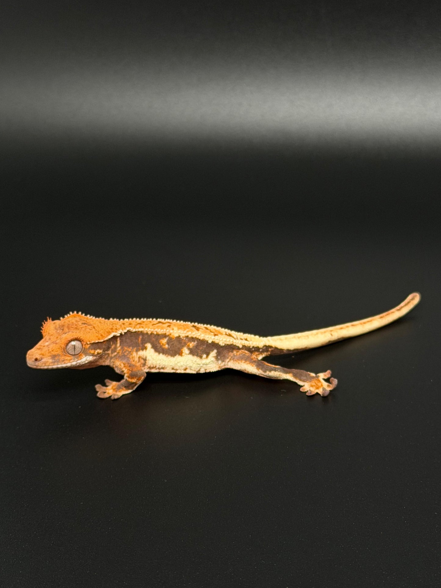 Lilly 100% Het Axanthic Male