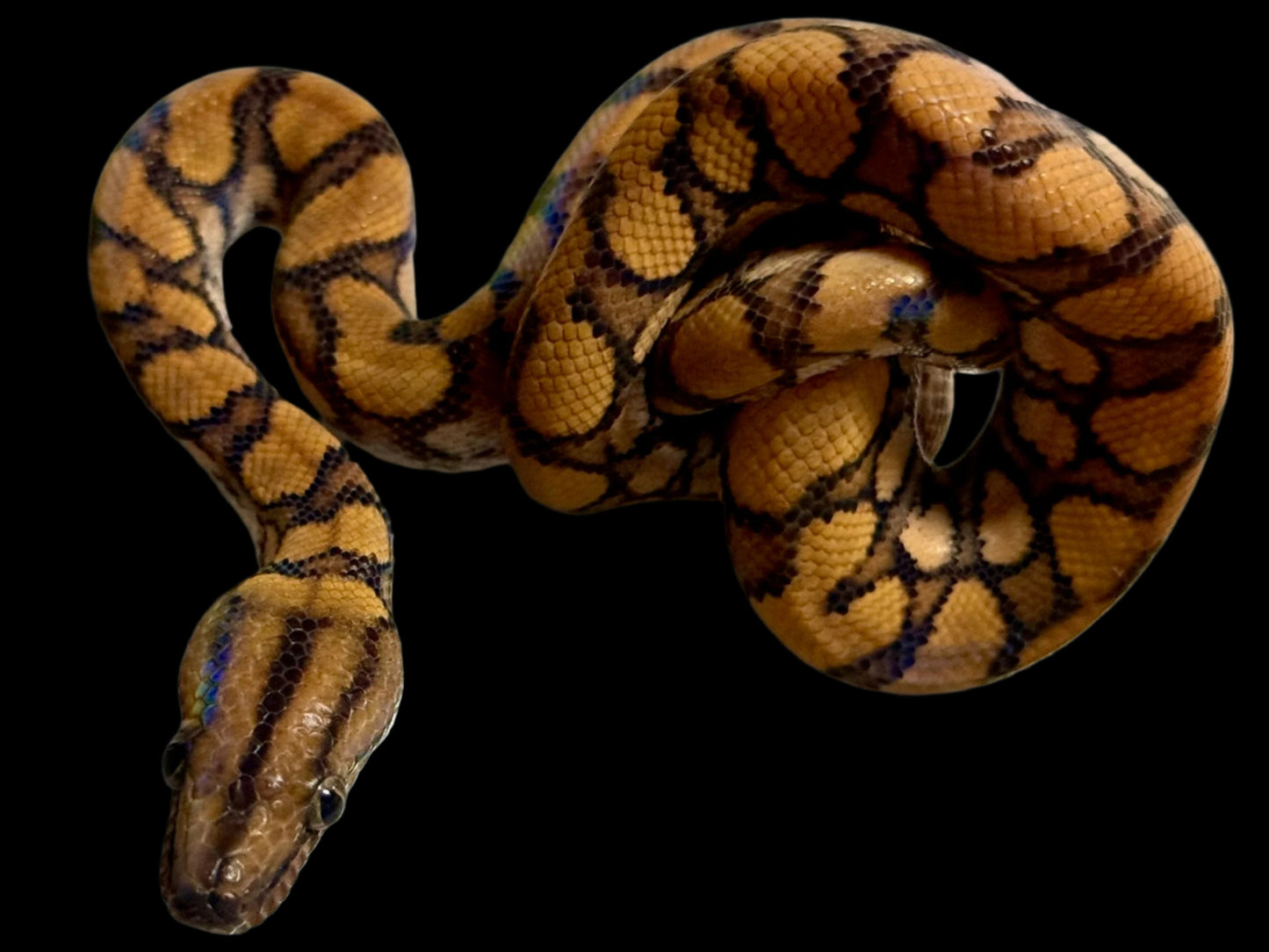 Rainbow Boa Female