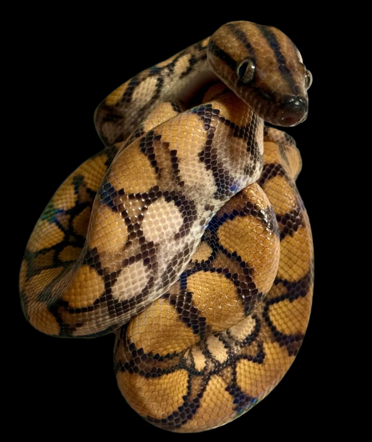 Rainbow Boa Female