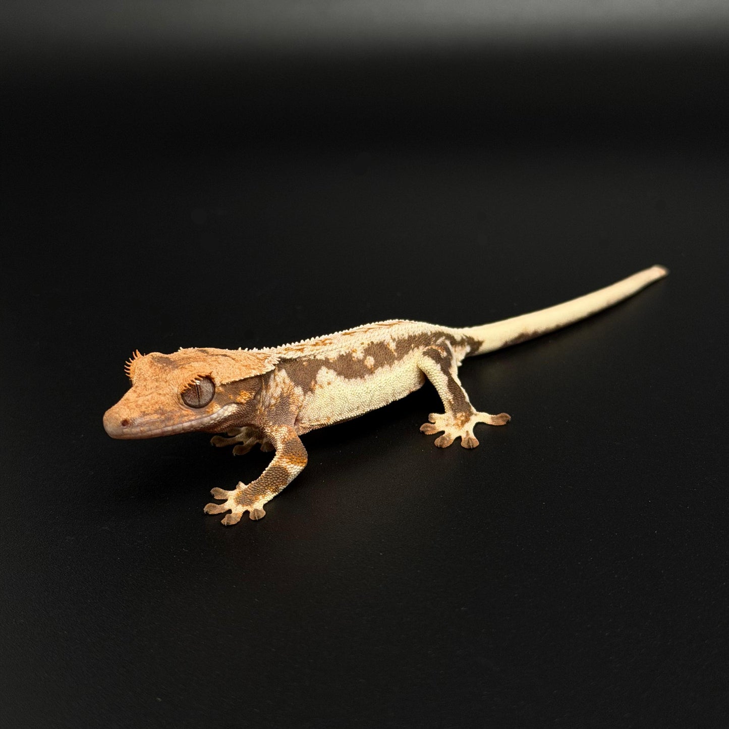 Drippy Lilly White Baby Crested Gecko