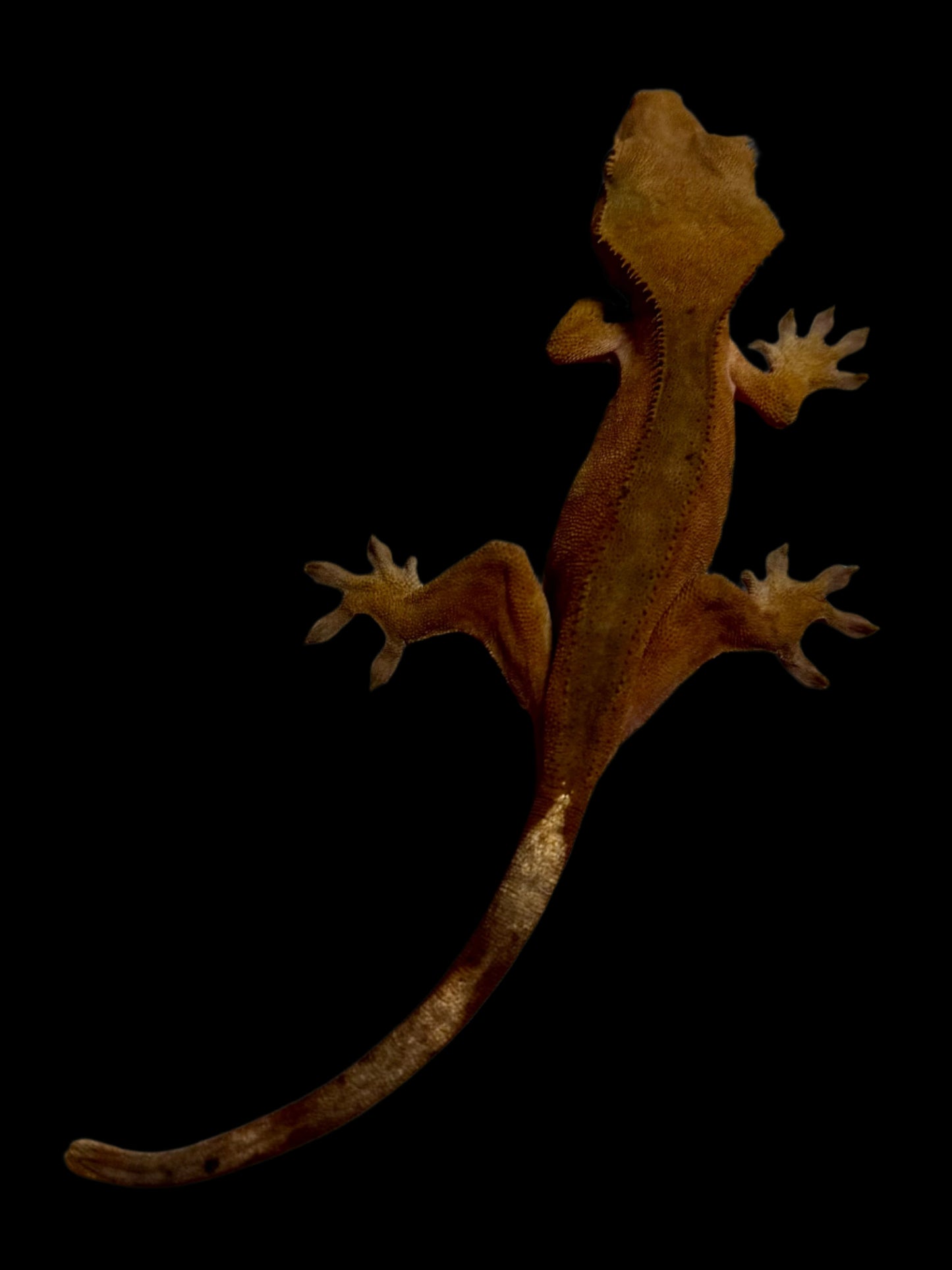 Red Crested Gecko Female