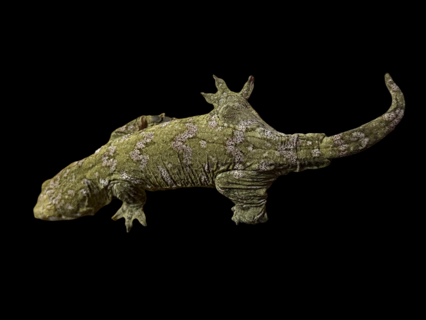 Purple GTX Leachianus Female