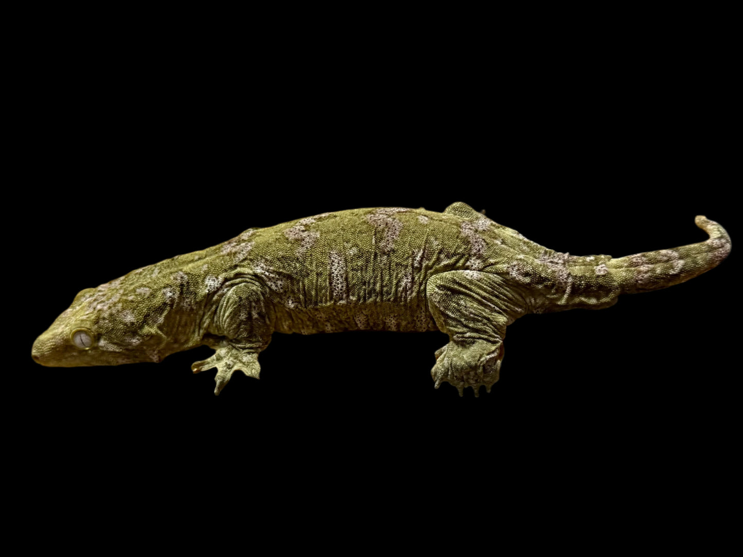 Purple GTX Leachianus Female