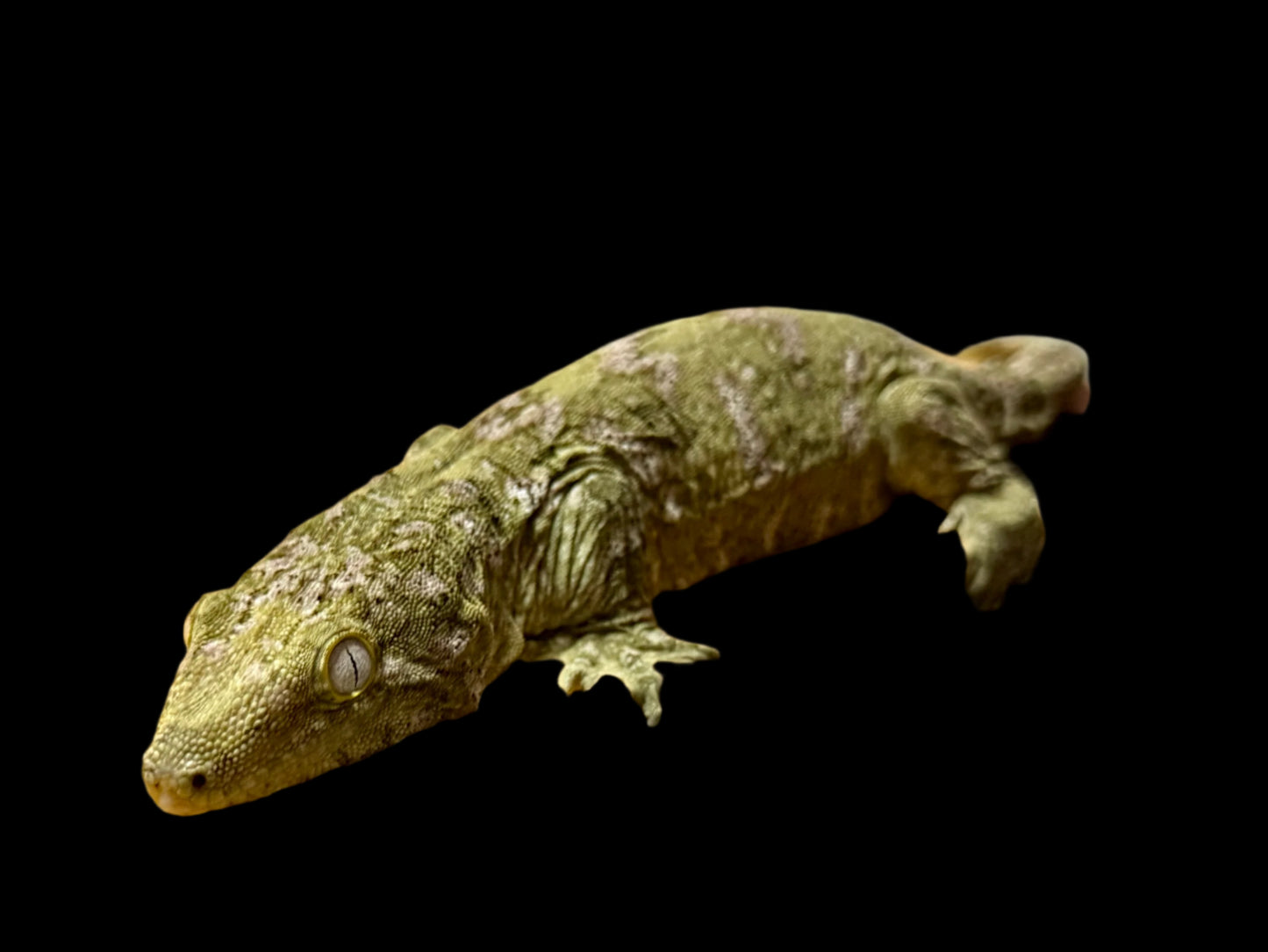 Purple GTX Leachianus Female