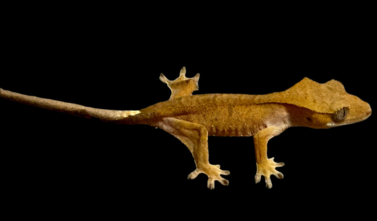 Red Crested Gecko Female