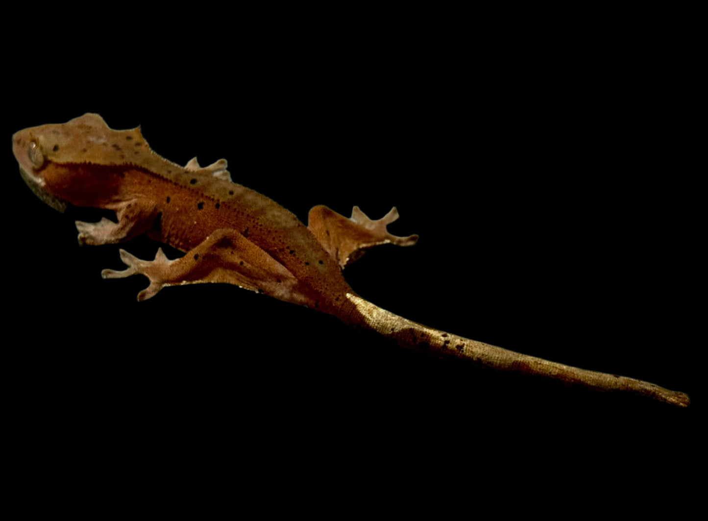 Red Dal Crested Gecko Female