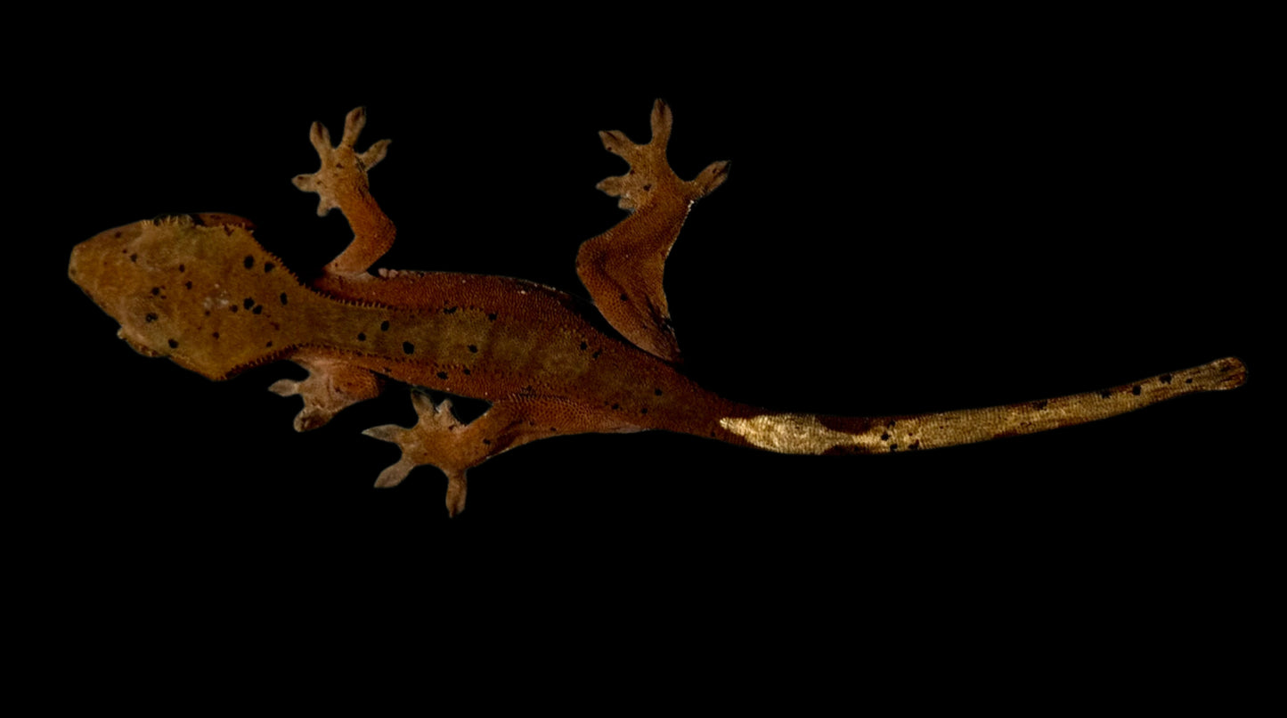 Red Dal Crested Gecko Female