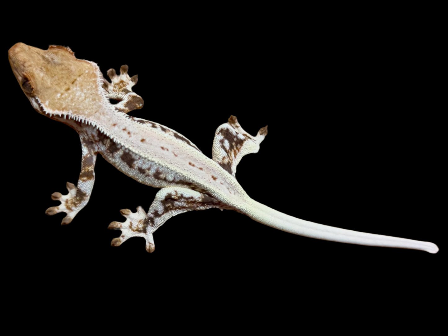 High Lily White Crested Gecko