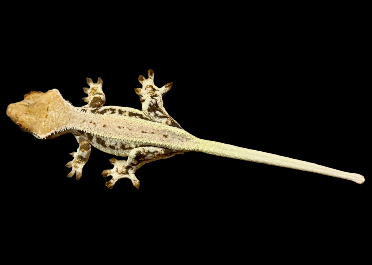 High Lily White Crested Gecko