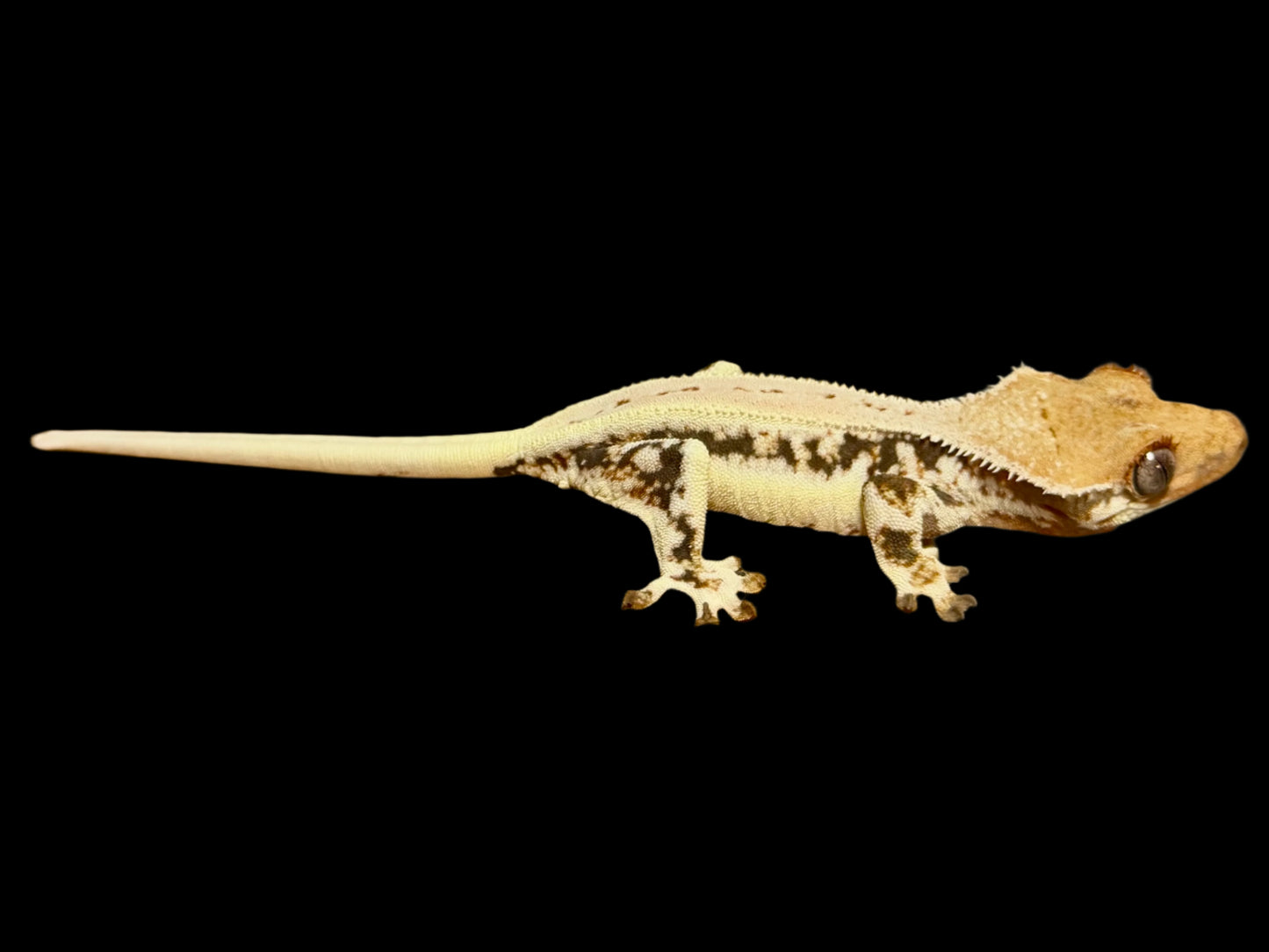 High Lily White Crested Gecko