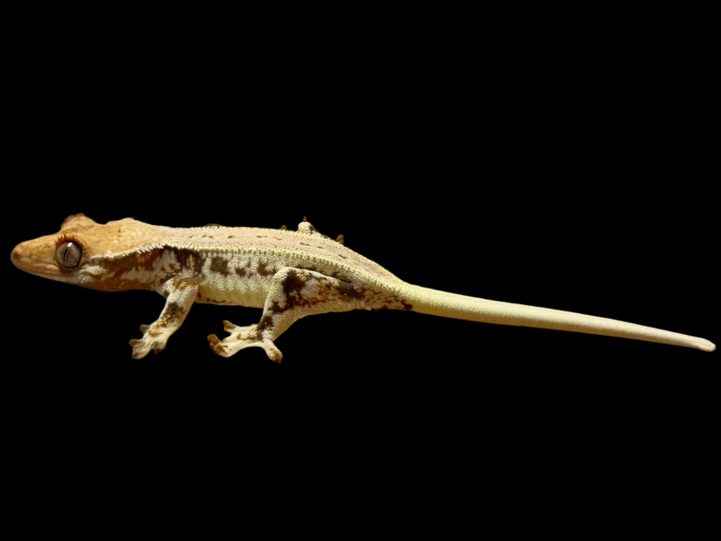 High Lily White Crested Gecko