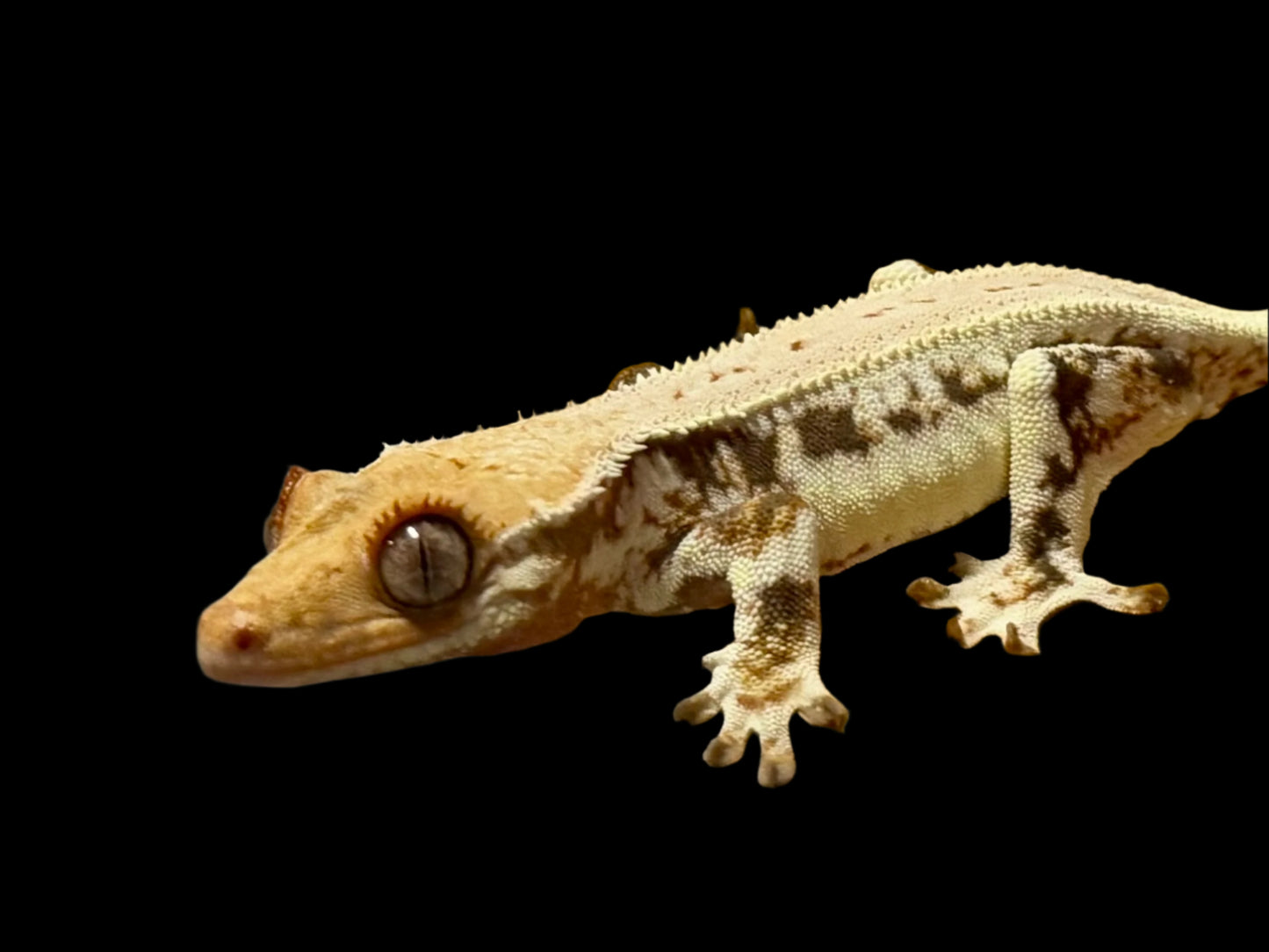 High Lily White Crested Gecko