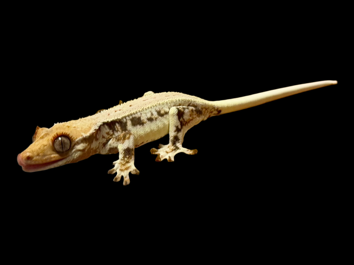 High Lily White Crested Gecko