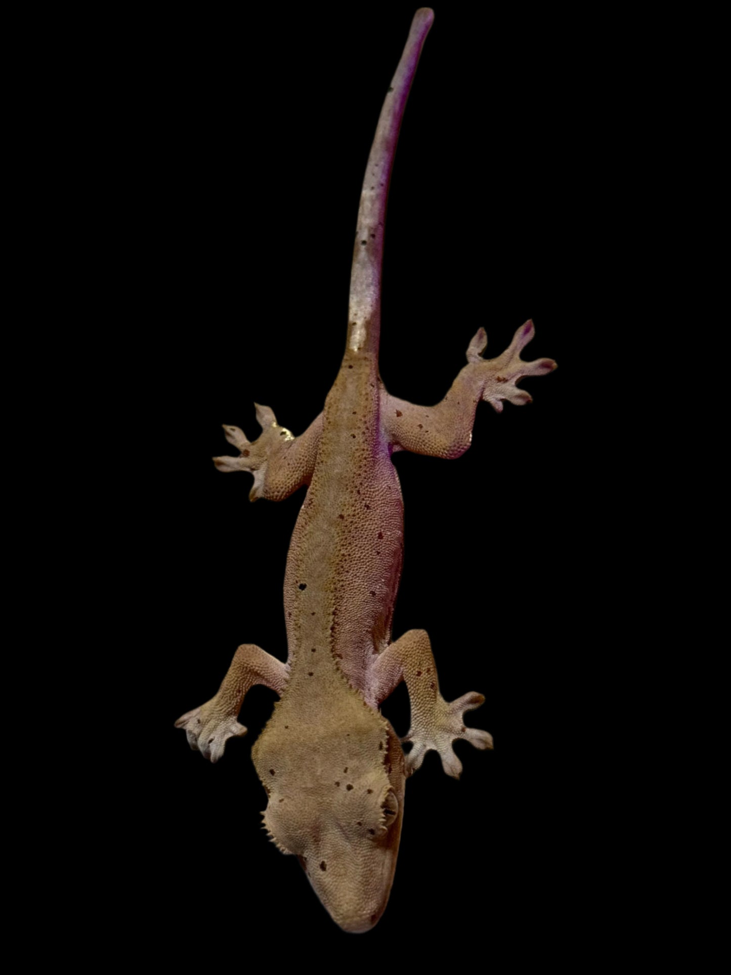 Mardi Gras Crested Gecko Female