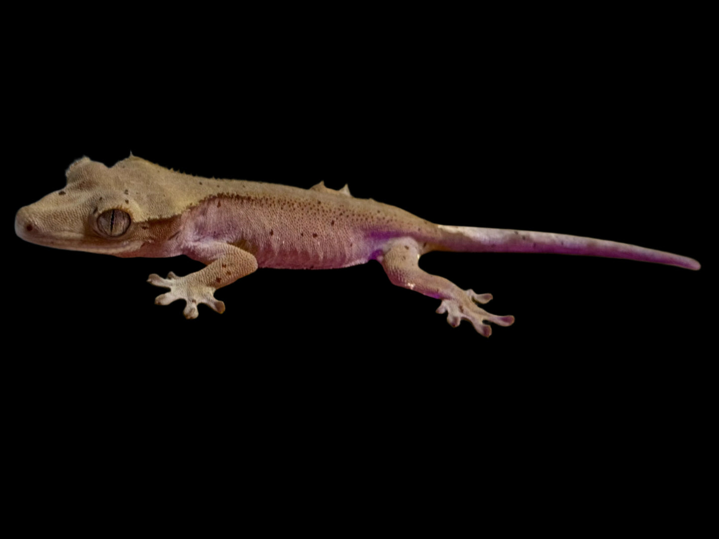 Mardi Gras Crested Gecko Female