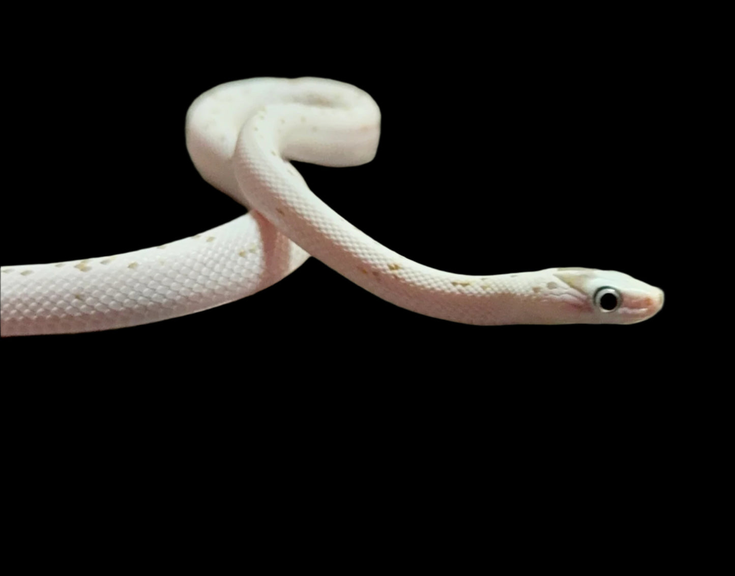 Caramel Palmetto corn snake baby female het anery for sale