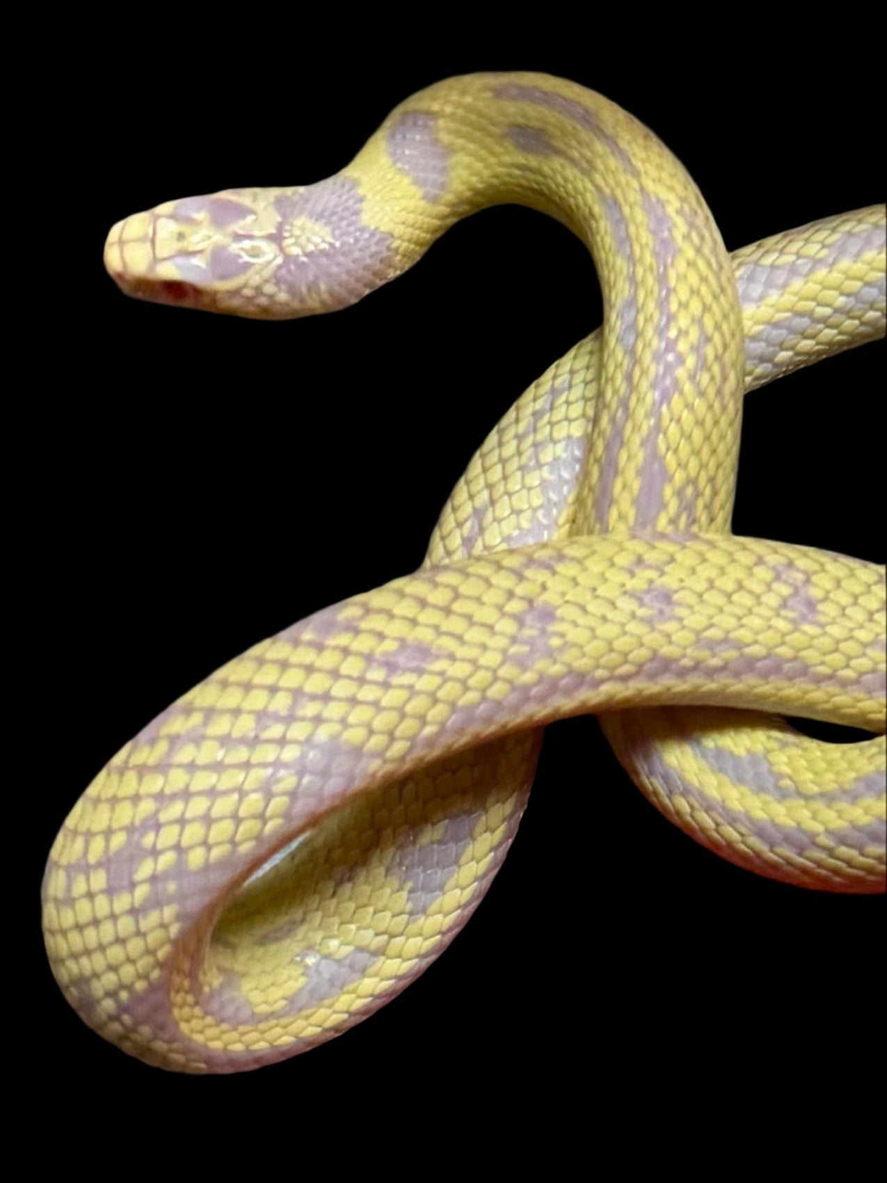 Banana Albino California Kingsnake Female