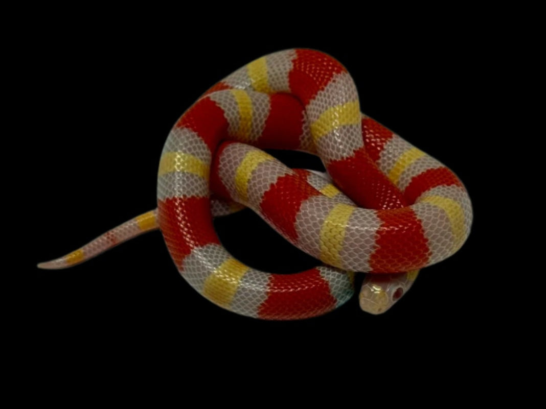Albino Pueblan Milk Snake
