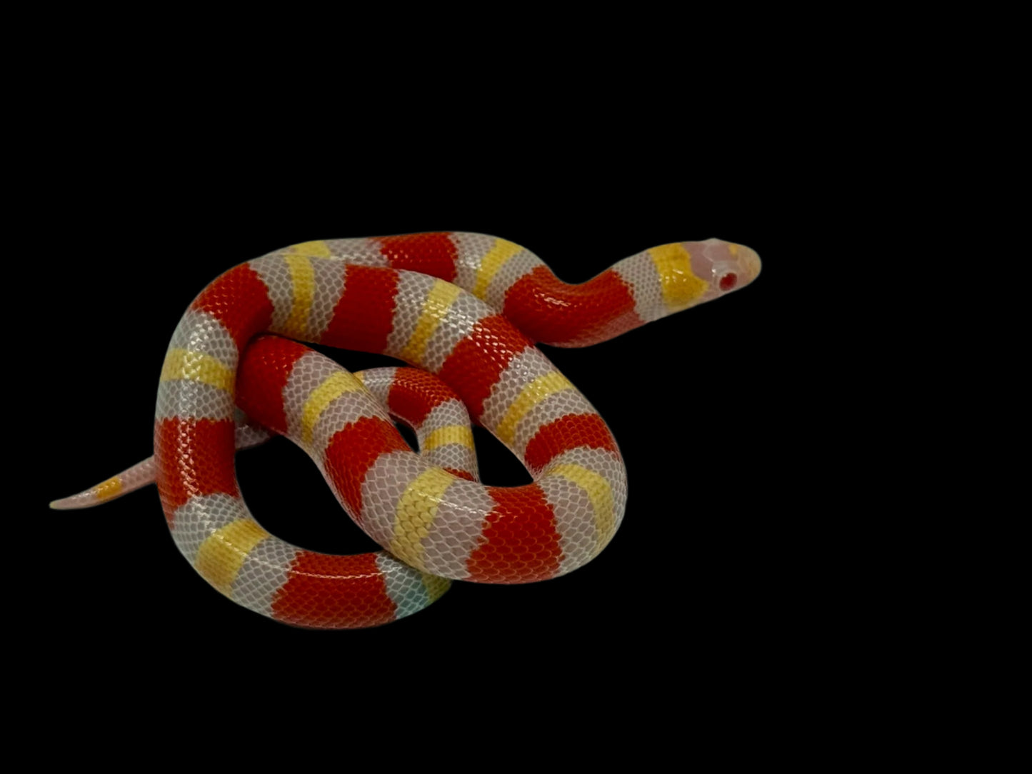 Albino Pueblan Milk Snake
