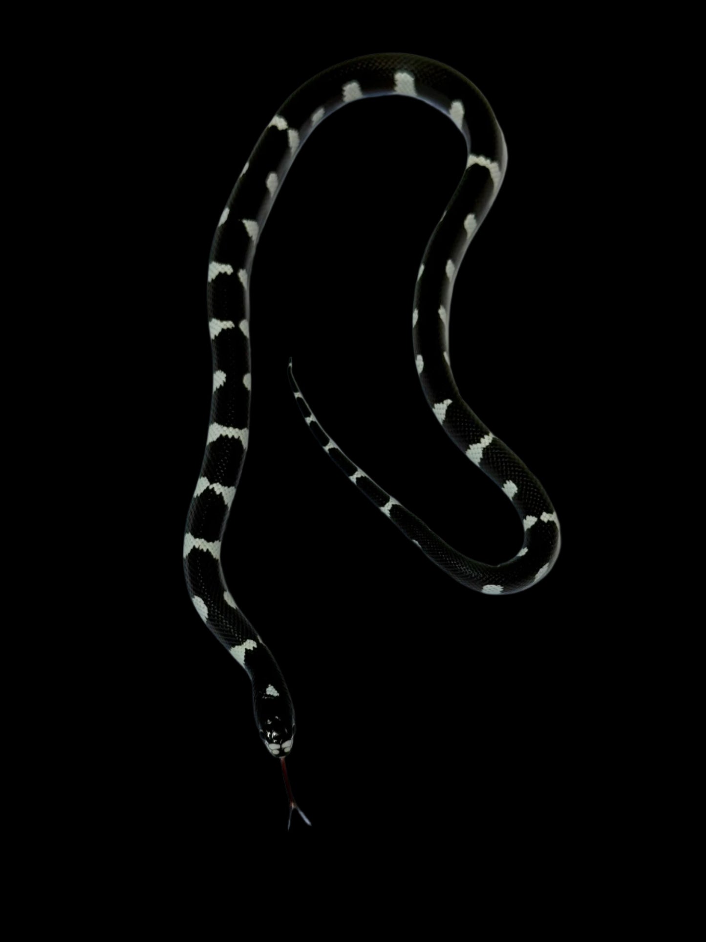 Mosaic King Snake Male