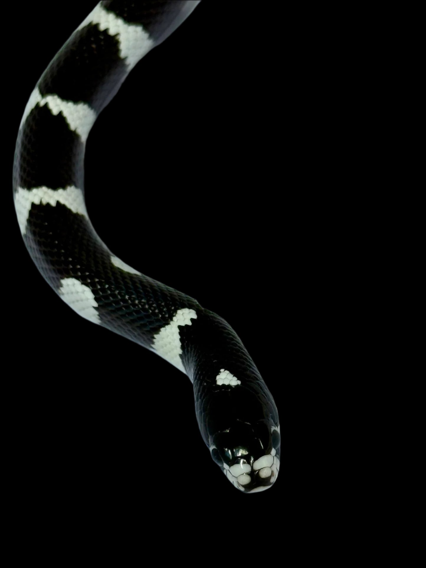 Mosaic King Snake Male