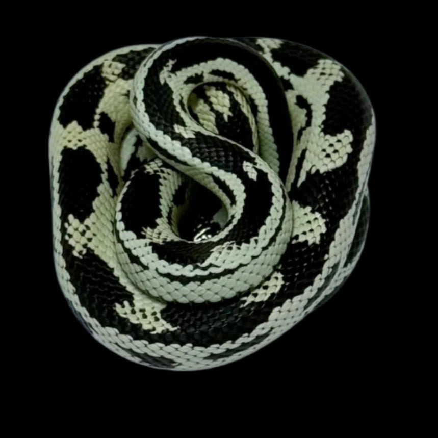 B&W Aberrant CA King Snake Female