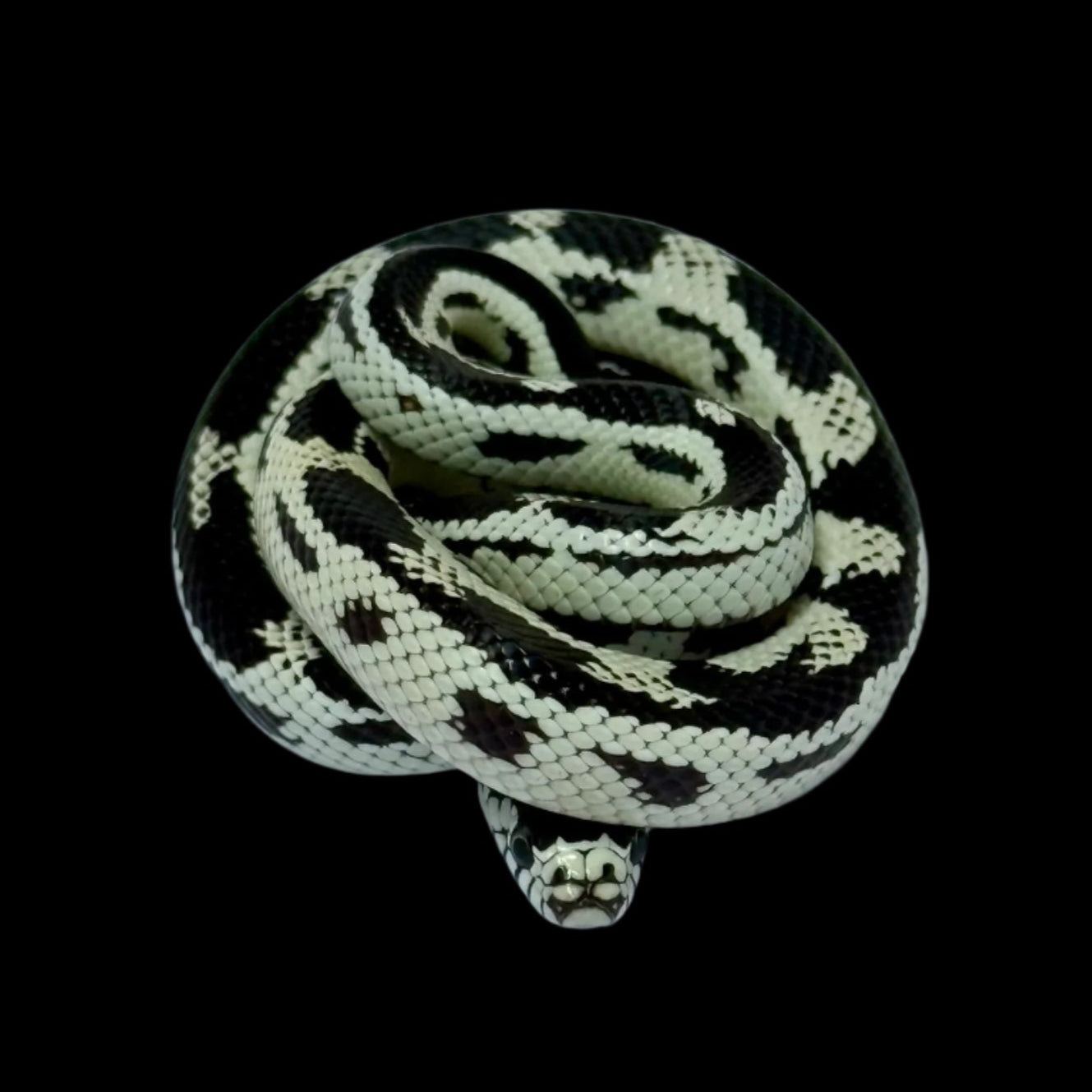 B&W Aberrant CA King Snake Female