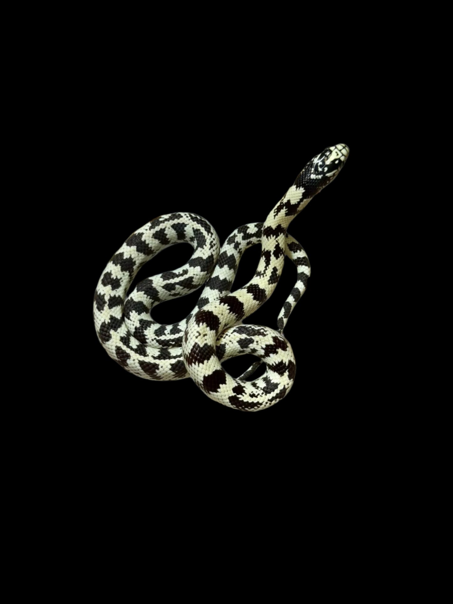 Black and White Aberrant California King Snake Female