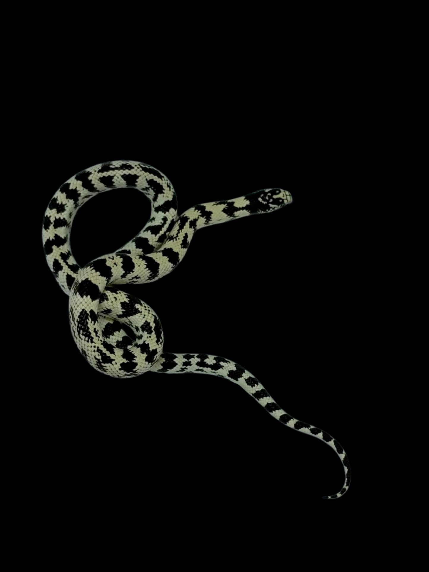 Black and White Aberrant California King Snake Female