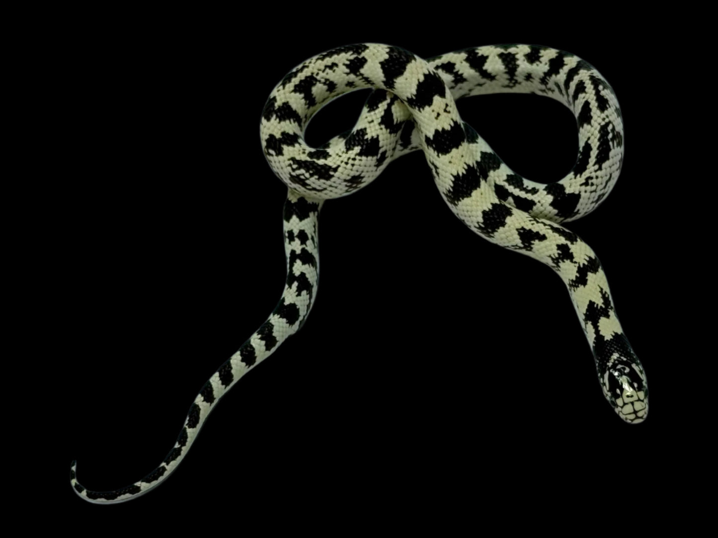 Black and White Aberrant California King Snake Female
