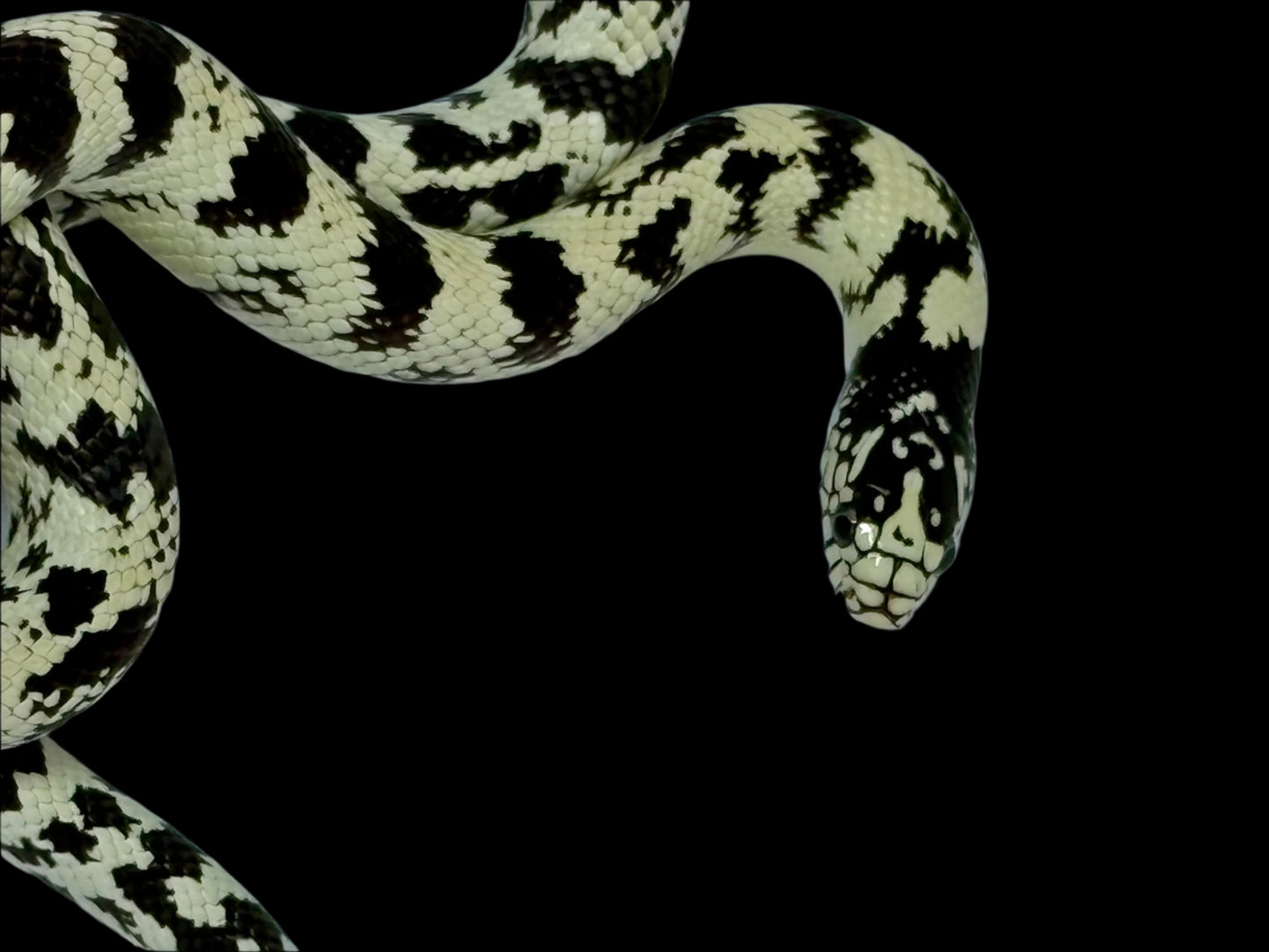 Black and White Aberrant California King Snake Female