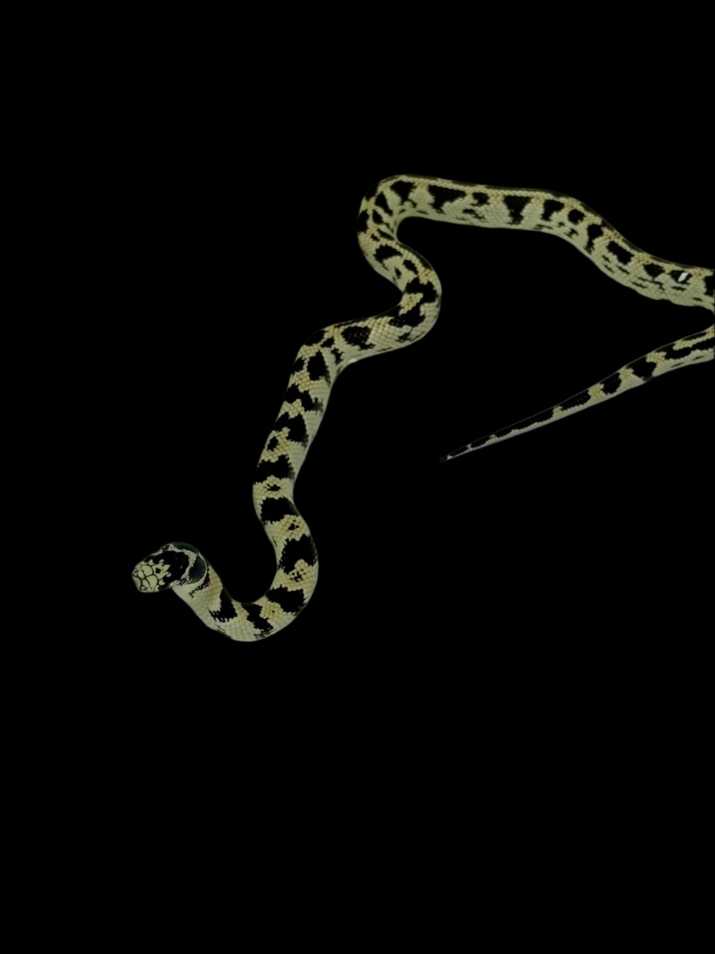 Black and White Aberrant California King Snake Female