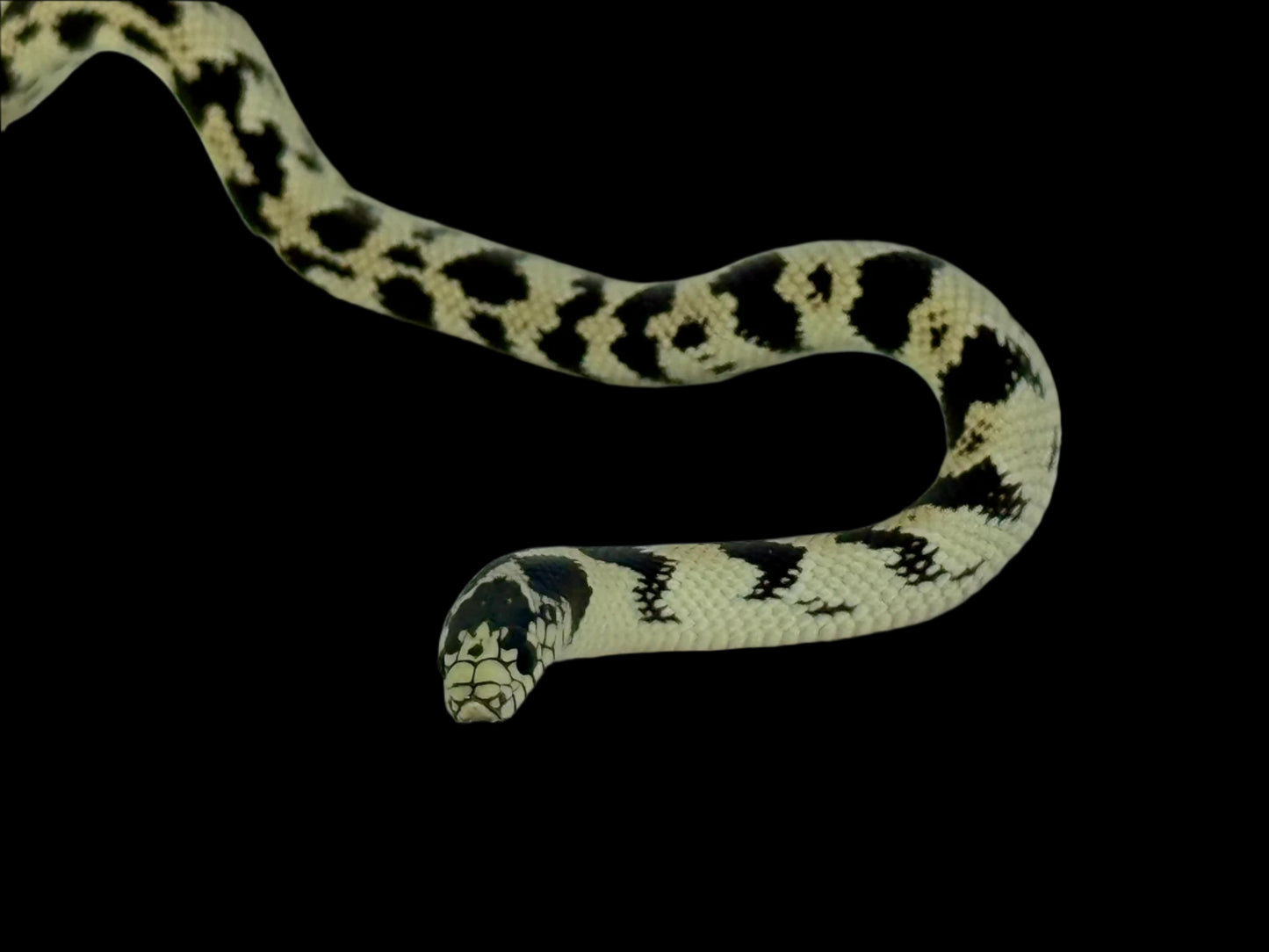 Black and White Aberrant California King Snake Female