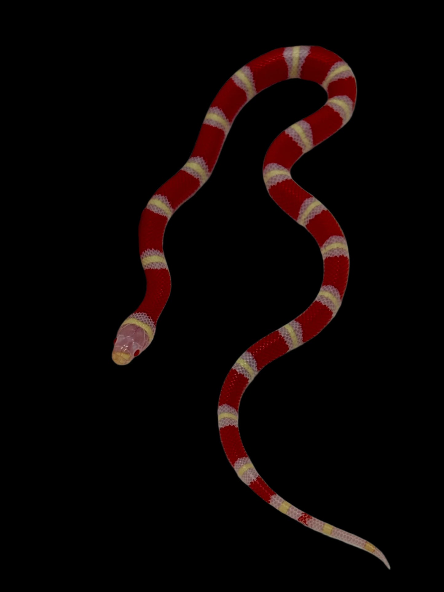 Albino Nelson's Milksnake
