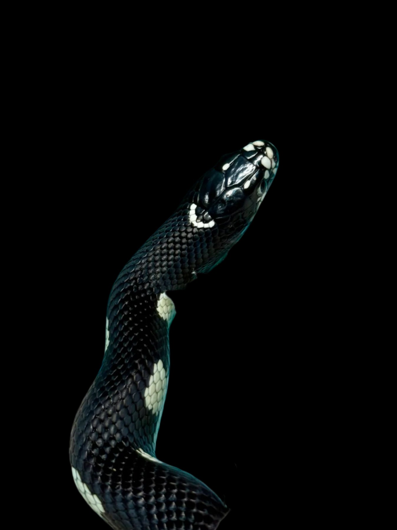 Smiley Mosaic King Snake Male