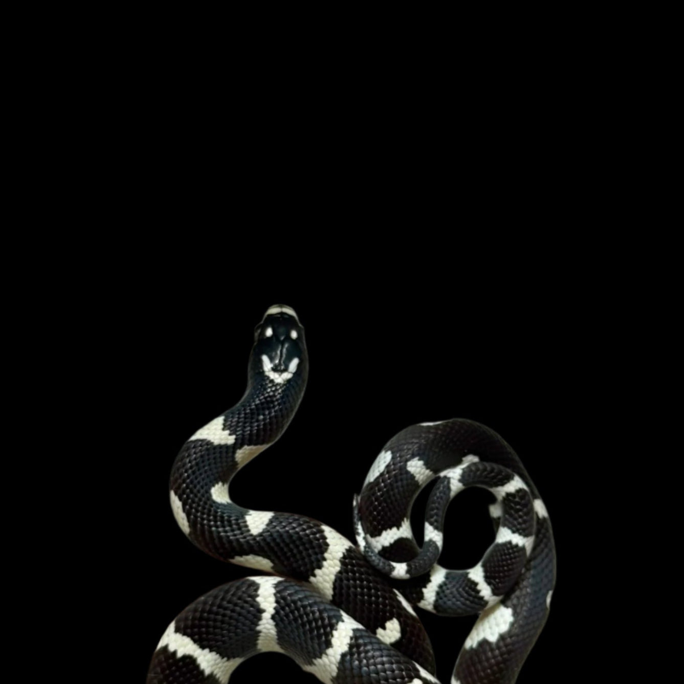 Smiley Face Mosaic King Snake Female