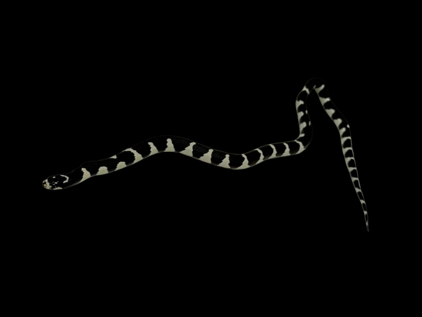Smiley Face Mosaic King Snake Female