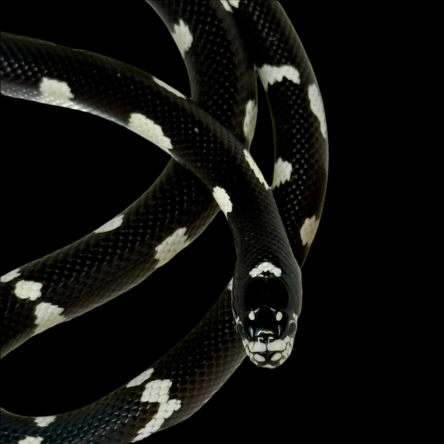 Smiley Face Mosaic King Snake