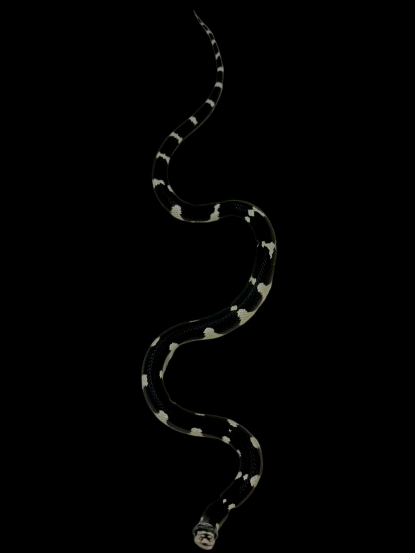 Smiley Face Mosaic King Snake